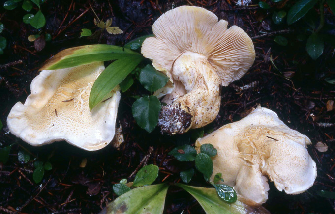 Tricholoma lutescens